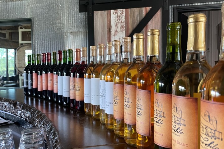 a row of wine glasses on a table